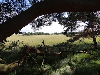 Appartamento per vacanze Prerow Ambiente 26