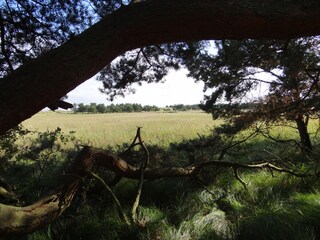 Appartement de vacances Prerow Environnement 26