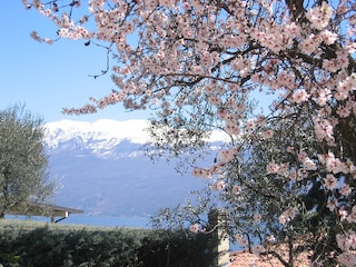 Garten im Frühjahr