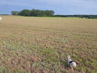 Wiese vor der Haustür