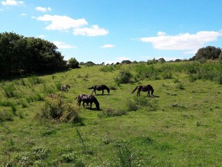 Vakantiehuis Ebeltoft  25