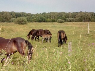 Vakantiehuis Ebeltoft  29