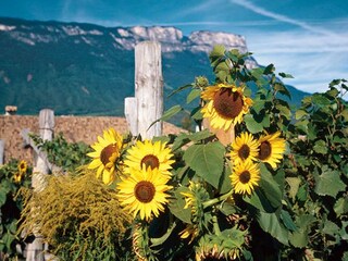 Vakantieappartement Girlan  16