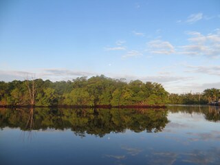 mangroves