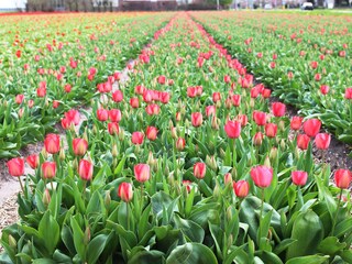 Casa per le vacanze Julianadorp Ambiente 20