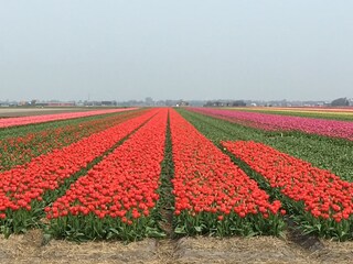 Casa per le vacanze Julianadorp Ambiente 19