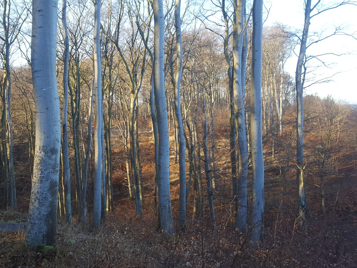 Steilküstenwald am Streckelsberg