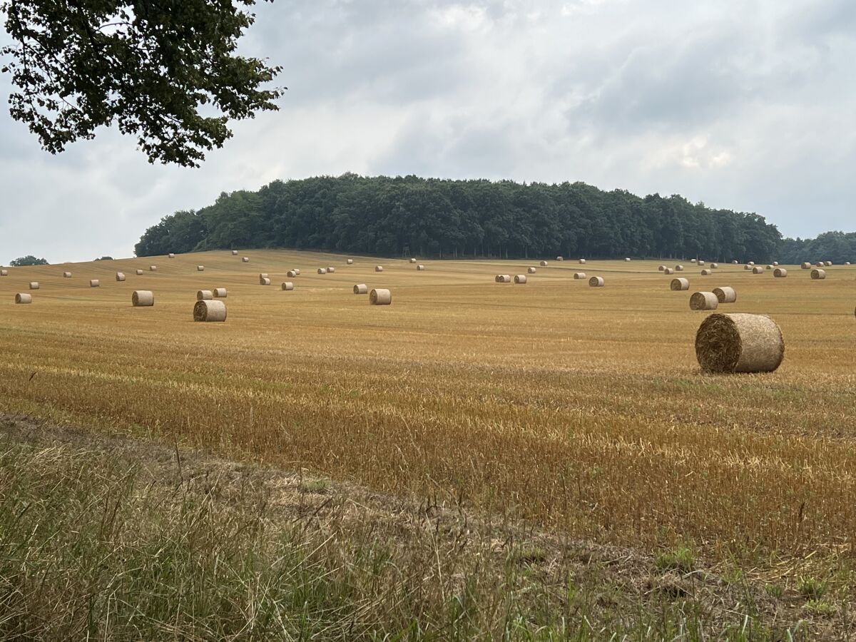 Straße nach Krummin im Herbst