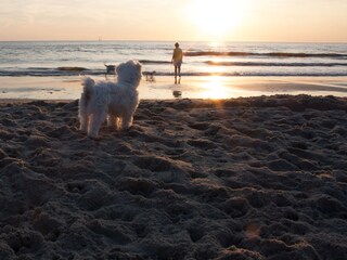Vakantiehuis Callantsoog  33