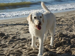 Casa per le vacanze Callantsoog Ambiente 23