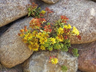 Sedum in der Trockenmauer