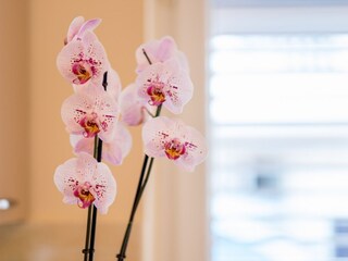 Appartamento per vacanze Vrbnik Caratteristiche 7