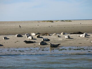 Casa per le vacanze Harlesiel Ambiente 22