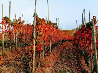 Casa de campo Ciglie Entorno 27