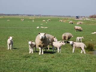 Casa per le vacanze De Koog Ambiente 20