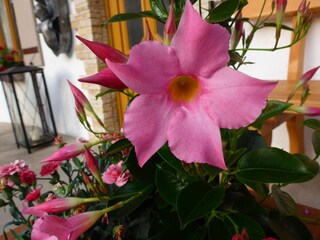 Appartamento per vacanze Bischofswiesen Registrazione all'aperto 4