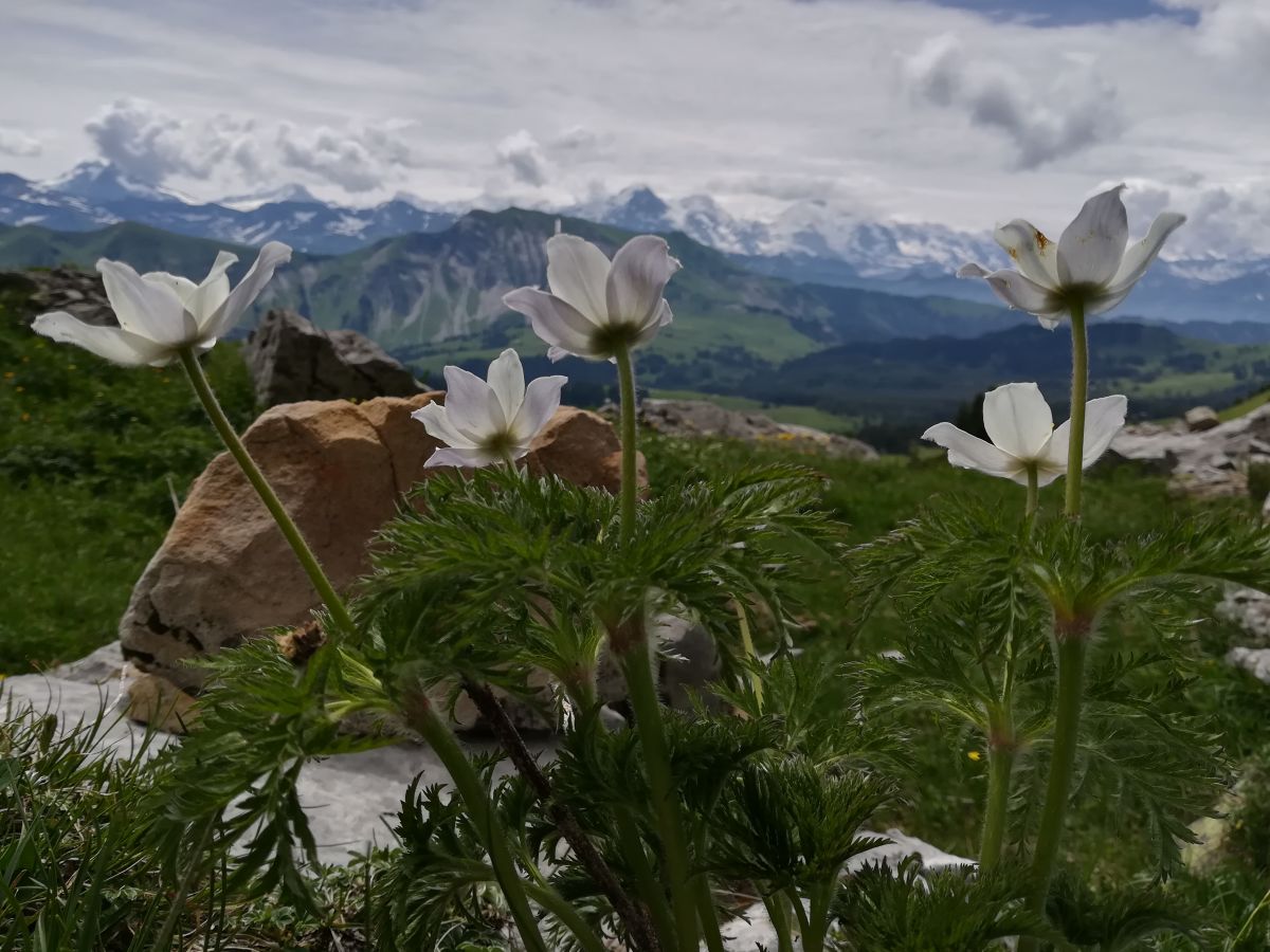 Anemonen im Hintergrund das Augstmatthorn