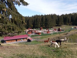 Bärenfalle Alpe am Alpsee
