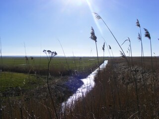 Holiday apartment Prerow Environment 27