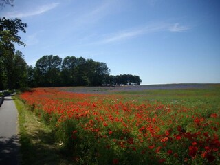 Mohnfelder