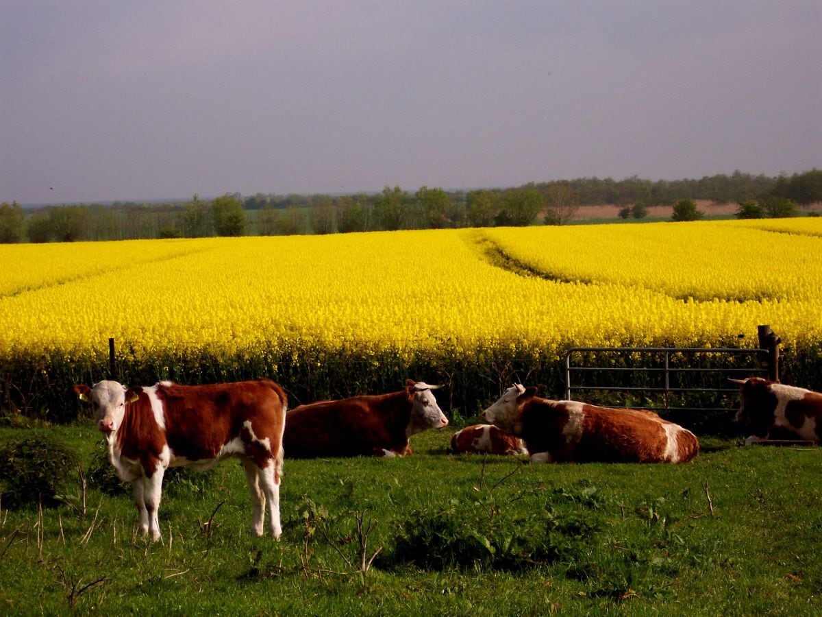 Regionale Landwirtschaft