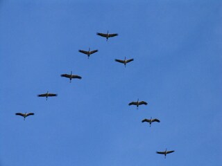 Ferienwohnung Prerow Umgebung 27