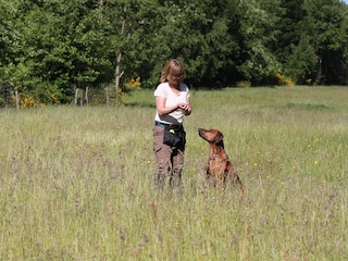 Hundetraining auf dem Grundstück