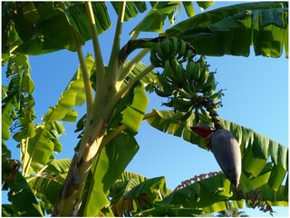 Casa per le vacanze Benajarafe Registrazione all'aperto 11