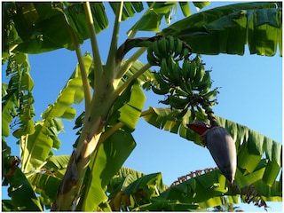 Vakantiehuis Benajarafe Buitenaudio-opname 11