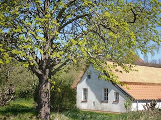 Das neue Reetdach