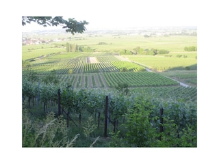 Blick in die Weinberge