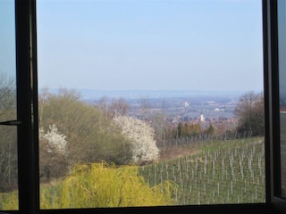 Aussicht in die Reben
