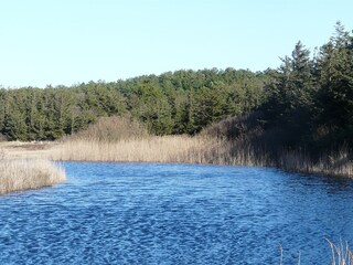 Holiday apartment Petten Environment 16