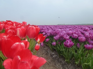 Ferienwohnung Petten Umgebung 17