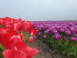 Holiday apartment Petten Environment 17