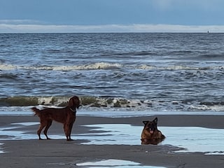 Ferienwohnung Petten Umgebung 22