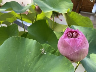 in unserem Garten