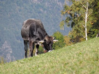 Casa per le vacanze Partschins Ambiente 28