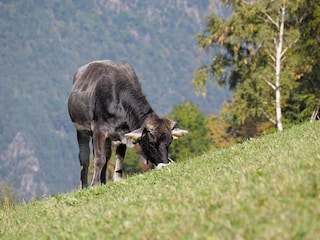 Wir halten seid Jahrzehnten das Tiroler Grauvieh