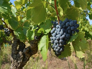 Villa Saint-Geniès-de-Comolas Environnement 28