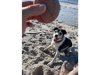 Strand macht Kinder und Hunde glücklich!