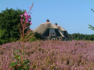 Villa De Koog Omgeving 17