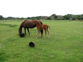 Villa De Koog Ambiente 20