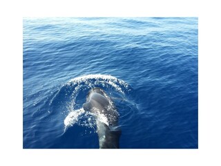 Vakantiehuis La Victoria de Acentejo Omgeving 33