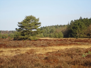 in der Küstenheide