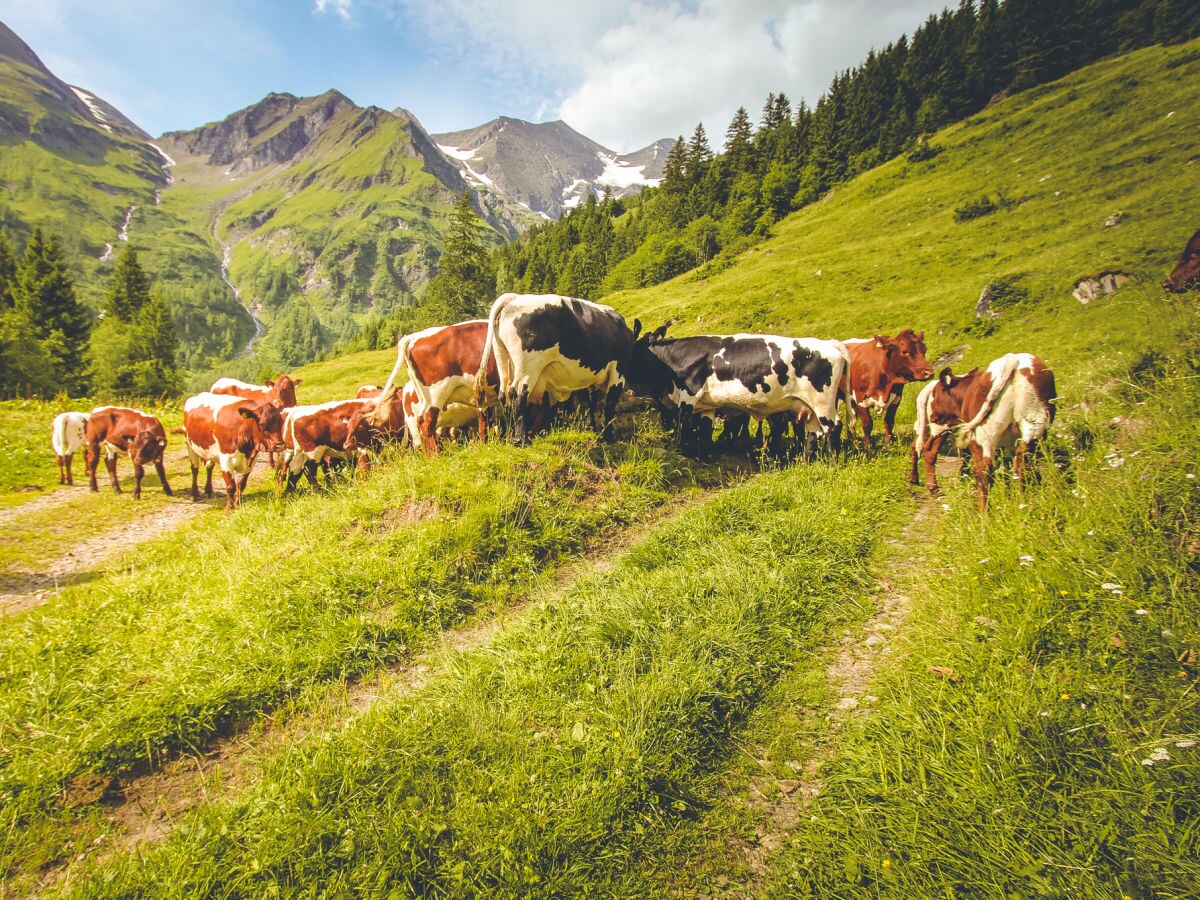 Nationalpark Hohe Tauern