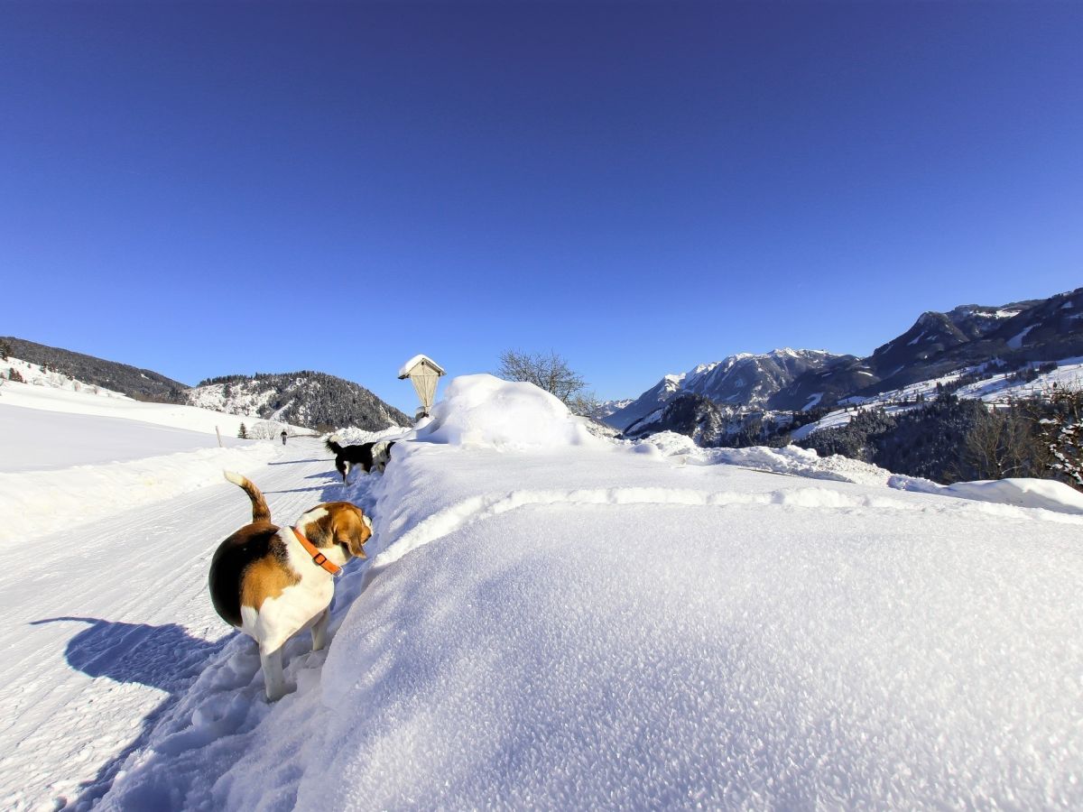 Urlaub mit dem Hund im Chalet "Großglockner"