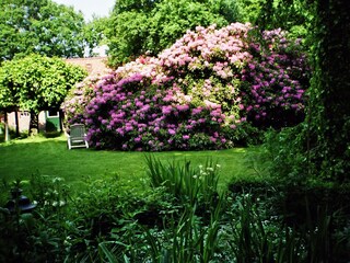 Rhodo-Blüte