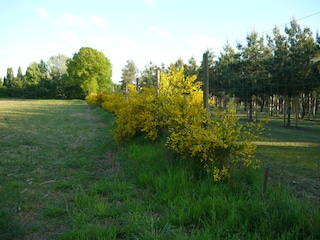 Golden blühender Ginster