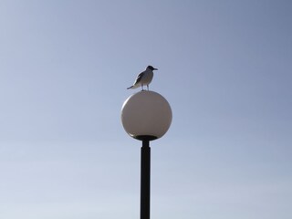 Möwe auf der Seebrücke